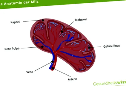 részt vesz