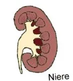 nephropathia