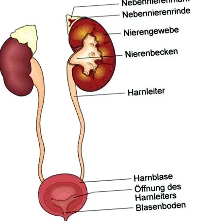 deximed