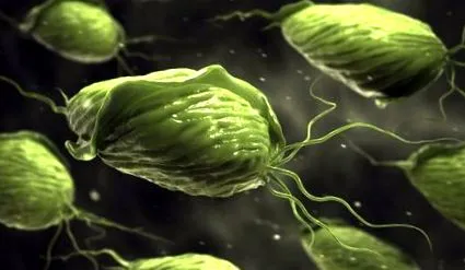 trichomonas