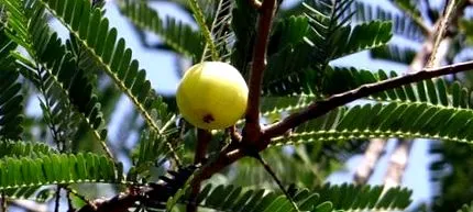 hatás Triphala