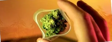 hogy kannabisz