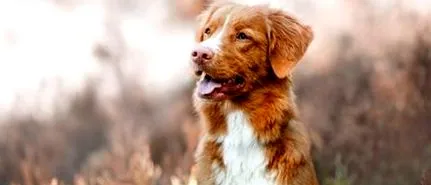 câine