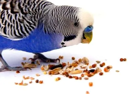 nutriție