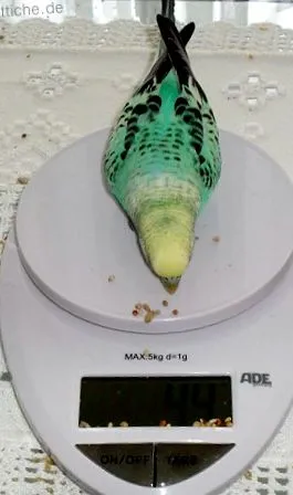 budgie