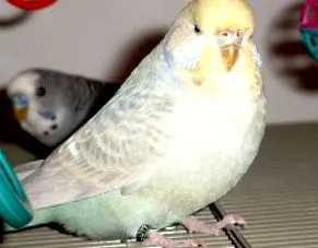 budgie
