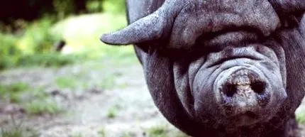 hasi