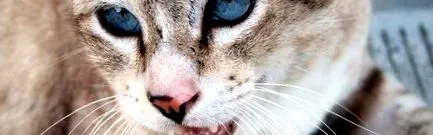 leonardo