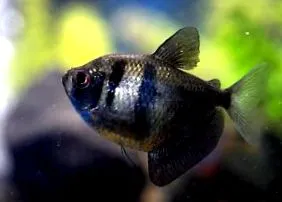 nunfish
