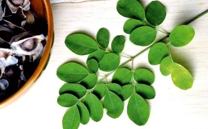 Moringa отслабване