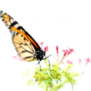centrul