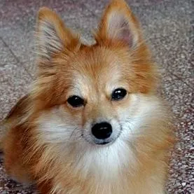 csak diéta német spitz