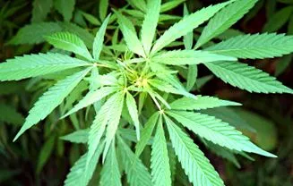 kannabisz napja