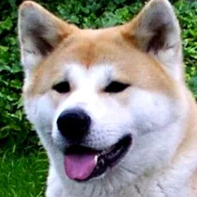 akita