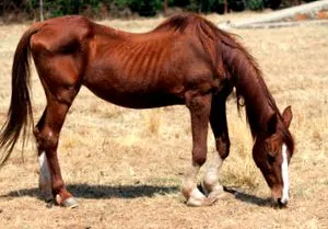 greutate
