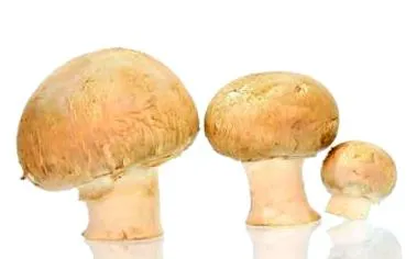saláta gombával