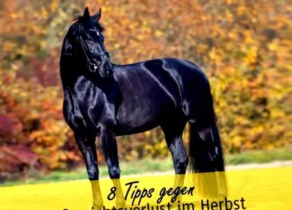 tipp tipp