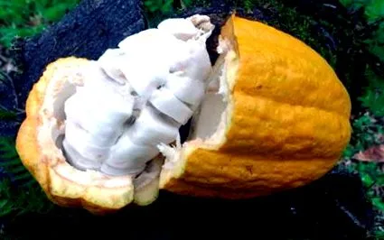 ciocolată