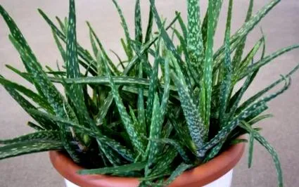 aloe vera