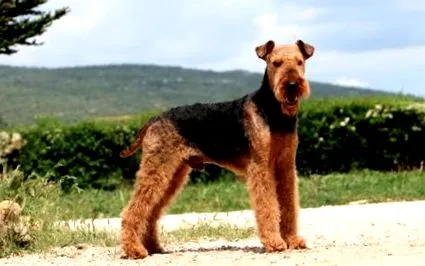 airedale caracterul