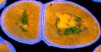 hepatitídy adhoc