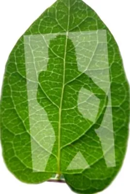 oázis ayurveda