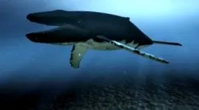 baleen