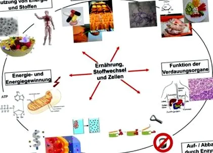 metabolism