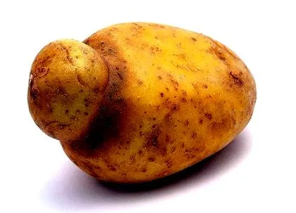 чашите