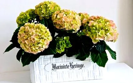 süteménnyel