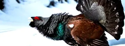 capercaillie