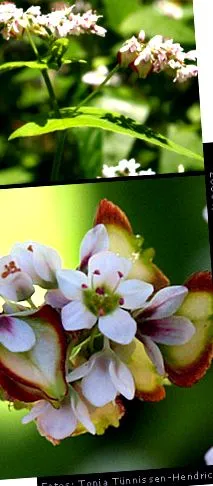 fagopyrum