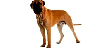 caracterul
