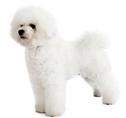 bichon bichon