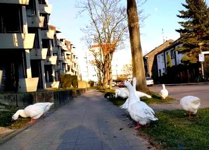 občerstvenie