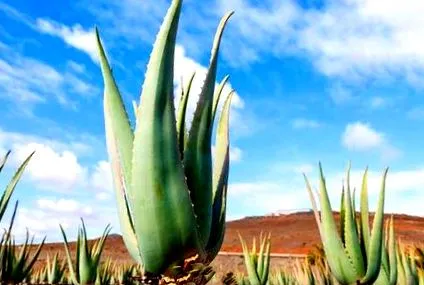 aloe