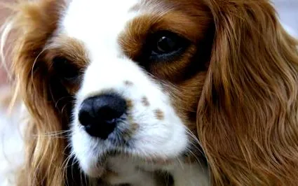 spaniel cavalier