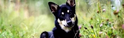 canis insectvetal