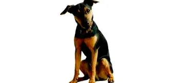 jagdterrier