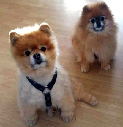 Pomeranian Pomeranian