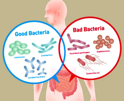 bacteriile intestinale