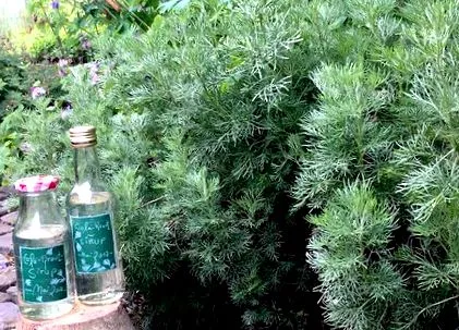 plante cola