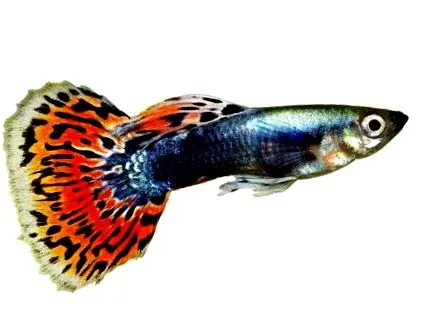 poecilia
