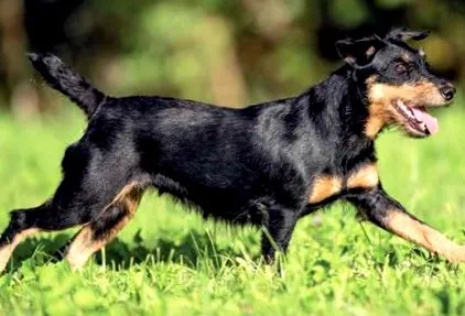 vadászterrier