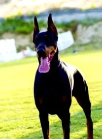 pinscher