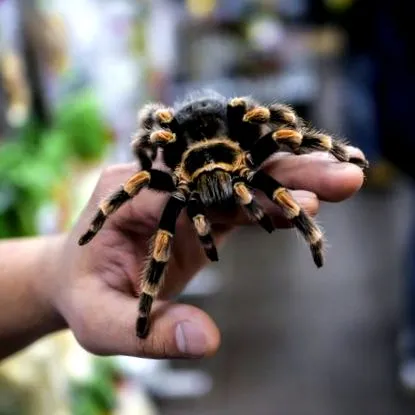 tarantulas
