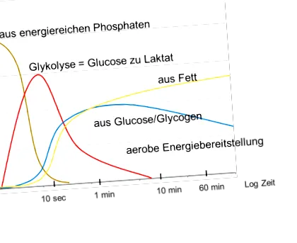 anaerob anyagcsere