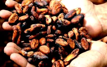 cacao