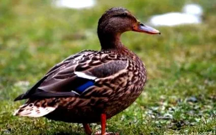 mallard