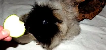 tengerimalacok
